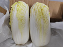 云南高原娃娃菜新鮮蔬菜生鮮乾隆白菜早餐火鍋必備產(chǎn)地直發(fā) 淺黃色 新鮮娃娃菜3顆裝*1包 曬單實(shí)拍圖