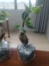 金錢榕樹盆景老樁小葉榕苗木造型盆栽人參榕室內(nèi)綠植提根綠植矮莊 【買一送一】小富貴榕高20cm左右 曬單實(shí)拍圖