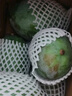 京地達海南貴妃芒果 凈重8斤大果100g+肉厚無(wú)絲香甜新鮮水果源頭包郵 曬單實(shí)拍圖