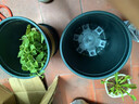 迷迭香苗盆栽可食用驅(qū)蚊植物香草薄荷苗綠植物室內(nèi)煎牛排水培花卉 薄荷+迷迭香（加侖盆*2）大盆苗約20cm高 曬單實(shí)拍圖