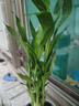 特價(jià)富貴荷花竹盆栽植物室內凈化空氣綠植辦公室桌面四季好養盆栽 荷花竹+小云朵盆【1盆】 盆口直徑約8cm 曬單實(shí)拍圖