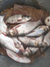 船牌進(jìn)口絲魚(yú)網(wǎng)粘網(wǎng)三層沉網(wǎng)大魚(yú)漁網(wǎng)加重繩包墜絲網(wǎng)流水網(wǎng)流水網(wǎng) 4米高100米長(cháng) 5指0.16船牌柔絲三層沉網(wǎng) 曬單實(shí)拍圖