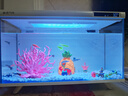 阿拖（ATUO）海綿寶寶珊瑚造景躲避屋卡通公仔菠蘿屋魚(yú)缸小擺件水族箱裝飾全套 曬單實(shí)拍圖