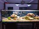 炫科炫科魚(yú)缸加熱棒自動(dòng)恒溫省電加熱器小型烏龜加溫棒ptc變頻加熱棒 【新升級 八重保護】雙屏數顯1200W 曬單實(shí)拍圖