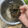 鯨甘郎壓縮海帶絲干貨圓餅昆布即食海洋蔬菜涼拌海帶苗嫩特級下飯菜批發(fā) 壓縮海帶絲 22g*5片 曬單實拍圖