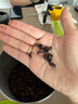 星巴克（Starbucks）派克市場咖啡豆200g 中烘100%阿拉比卡豆門店同款 手沖黑咖啡 曬單實拍圖