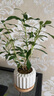 八芽小葉梔子花盆栽開花植物室內(nèi)桌面茶幾好養(yǎng)花卉綠植辦公室凈化空氣 小葉梔子花-陶瓷豎紋盆 帶盆栽好 曬單實(shí)拍圖