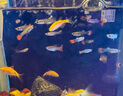 寵小俠純種孔雀魚觀賞魚好養(yǎng)耐活淡水小型魚熱帶魚鳳尾熱帶魚小魚苗 20條小型魚混養(yǎng)套餐1 曬單實(shí)拍圖