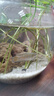 【中國斗魚(yú)易養易活】淡水冷水魚(yú)耐活好養普叉巨普觀(guān)賞魚(yú)沙蠻魚(yú)苗 【熱賣(mài)組】3-4厘米6條-送魚(yú)食 曬單實(shí)拍圖