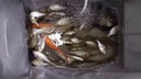 鯽魚(yú)餌料野釣專(zhuān)用主攻大板鯽藍鯽黑坑四季通殺打窩料小藥魚(yú)食釣餌 一袋裝【釣不盡興】體驗裝 曬單實(shí)拍圖
