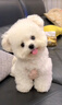 夢(mèng)茜兒比熊犬活體寵物狗法國小體比熊幼犬韓版比熊米奇耳飛耳比熊小狗 寵物級 公 曬單實(shí)拍圖