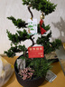臨雅[兩小時達(dá)]中秋節(jié)送禮五層塔松盆栽青松綠植松樹喬遷開業(yè)盆景植物拍照選貨（單拍不發(fā)貨） 曬單實拍圖