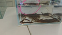 活泥鰍 戶外垂釣釣魚專用餌料飼料魚本地金鰍鮮活淡水烏龜龍魚飼料活體泥鰍批發(fā) 2-4厘米泥鰍50條 曬單實拍圖