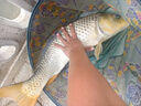 碳芯大力馬子線(xiàn)飛磕狼牙飛磕袖黑坑飛磕鯽魚(yú)鯉魚(yú)暴力搶魚(yú)pe子線(xiàn) 碳芯飛磕袖0.3線(xiàn)綁鉤8/鉤9 每個(gè)線(xiàn)號各10付 曬單實(shí)拍圖