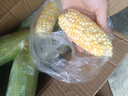 【云南高原玉米】現摘新鮮水果玉米新鮮甜玉米棒生鮮蔬菜可生吃 新鮮水果玉米 3斤 凈重 300g起 曬單實(shí)拍圖