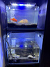 森森 小鯉魚(yú)缸過(guò)濾器凈水循環(huán)三合一內置水族箱過(guò)濾系統XQP-500F 6W 曬單實(shí)拍圖