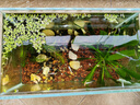YEE魚缸金晶超白金魚裸缸8060家用客廳桌面小草缸龜缸玻璃生態(tài)溪流缸 30*17*20*5mm超白玻璃裸缸 曬單實(shí)拍圖