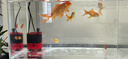 創(chuàng)寧魚缸防堵水克星40*30cm（2片）高密度過濾棉凈化培菌高透蜂窩濾材 曬單實拍圖