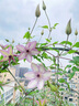 鐵線(xiàn)蓮大苗盆栽藤本爬藤花卉重瓣陽(yáng)臺庭院攀援四季植物帶盆發(fā)貨 烏托邦 曬單實(shí)拍圖