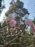 名創(chuàng  )優(yōu)品（MINISO）洞洞鞋男女夏季外穿沙灘涼鞋防滑厚底踩屎感包頭涼拖鞋 藍 38-39 曬單實(shí)拍圖