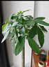 植男植女發(fā)財(cái)樹客廳大型盆栽室內(nèi)真綠植好養(yǎng)落地辦公室開業(yè)招財(cái)樹源頭直發(fā) 曬單實(shí)拍圖