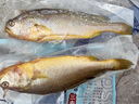 鴻順三去黃花魚600g/2條去鱗 去腮 去內(nèi)臟 生鮮 海鮮水產(chǎn) 大黃魚  曬單實(shí)拍圖