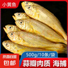 小黃魚(yú)新鮮冷凍海鮮野生海捕黃花魚(yú)1斤10條海水魚(yú)廠(chǎng)家直銷(xiāo)批發(fā) 小黃魚(yú)500g/袋*3（30條） 曬單實(shí)拍圖
