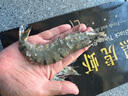 天縱良材 巨型黑虎蝦 大蝦類(lèi)新鮮老虎蝦 斑節蝦對蝦 印度洋鮮活急凍 禮盒 特大黑虎蝦22-28只 2.7斤(凈重) 曬單實(shí)拍圖