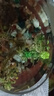 寵小俠純種孔雀魚觀賞魚好養(yǎng)耐活淡水小型魚熱帶魚鳳尾熱帶魚小魚苗 6條練手孔雀2-3cm 【練手特惠】 曬單實拍圖