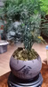 開(kāi)時(shí)果 文竹盆栽桌面擺件盆景 辦公室植物竹子水培綠植盆景源頭直發(fā)包郵 【熱銷(xiāo)款】舍得紫砂盆+苔蘚+底座 曬單實(shí)拍圖
