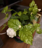 開時果 茉莉花盆栽濃香型 桌面綠植物陽臺花卉樹苗盆景擺件源頭直發(fā)包郵 精品茉莉花5-10株【加侖盆】 曬單實拍圖