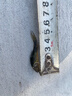 四川裸鯉魚(yú)魚(yú)苗無(wú)甲無(wú)鱗養殖食用淡水魚(yú)紅鯉魚(yú)黑鯉魚(yú)苗鏡鯉大裸斑 12-14厘米裸鯉魚(yú)贈送10% 20條 曬單實(shí)拍圖