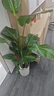 植男植女天堂鳥(niǎo)盆栽客廳室內(nèi)好養(yǎng)大型落地真綠植辦公室大葉植物源頭直發(fā) 曬單實(shí)拍圖