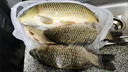 金龍 魚(yú)餌野釣窩料五谷雜糧底窩鯽魚(yú)鯉魚(yú)草魚(yú)青魚(yú)水庫重窩巨物打窩料 巨物霸·餌（2包） 曬單實(shí)拍圖