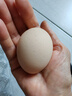 【無抗】大碼鮮雞蛋1.8kg 曬單實(shí)拍圖