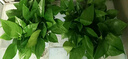 櫻霞綠蘿盆栽室內(nèi)植物綠植水培長(zhǎng)藤垂吊大葉綠籮陽(yáng)臺(tái)家用 12O綠加侖自水10盆+4肥+ 京東送貨上門 曬單實(shí)拍圖