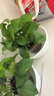 綠蘿盆栽室內客廳綠植花卉 家用凈化空氣綠籮植物吸除甲醛吊蘭 高20CM【原盆+托盤(pán)】10盆+5肥 曬單實(shí)拍圖