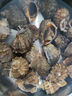 尚致【活鮮】大海螺鮮活海捕3斤海螺肉特大中號海螺生鮮貝類(lèi) 推薦特大海螺 1500g （9-12只） 曬單實(shí)拍圖