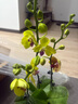 【蝴蝶蘭盆栽帶盆】帶花帶花苞室內(nèi)花卉高端綠植年貨喜慶植物花卉 黃色系3劍蝴蝶蘭【品種隨機(jī)】北歐盆 曬單實(shí)拍圖