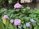 吉列剃須刀手動(dòng) 鋒速3 刮胡刀手動(dòng)京東自營(yíng)旗艦店  七夕情人節(jié)禮物 3層刀片 1刀架6刀頭+50g剃須膏 非吉利 曬單實(shí)拍圖