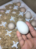 散養農家土雞蛋草雞蛋40-50g 溏心蛋早餐新鮮雞蛋京東包郵買(mǎi)菜 40枚土雞蛋 曬單實(shí)拍圖