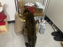K9 Natural牛心鱈魚貓主食罐頭85g*6成貓幼貓貓濕糧貓罐頭 新西蘭原裝進口 曬單實拍圖