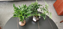 水培富貴椰子盆栽綠植鴨腳木室內(nèi)植物新家吸甲醛綠蘿好養(yǎng)活裸苗 竹柏10株（裸苗） 曬單實(shí)拍圖