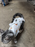 華元寵具（hoopet）貓咪絕育服母貓貓寵物小狗狗手術(shù)服透氣斷奶服公貓防舔術(shù)后用衣服 曬單實(shí)拍圖