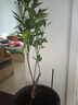 CHUANGSHIJI沙糖桔樹(shù)苗南方北方種植橘子樹(shù)苗柑桔果樹(shù)果苗嫁接砂糖地栽盆栽 3年苗 (當年結果) 81cm(含)-110cm(含) 曬單實(shí)拍圖