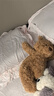 Jellycat巴塞羅熊動(dòng)物毛絨玩偶兒童安撫公仔小熊潮玩教師節生日禮物 巴塞羅熊 Large 曬單實(shí)拍圖