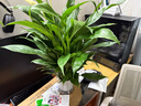 【熱銷款】白掌一帆風(fēng)順盆栽水培植物室內(nèi)花綠植紅掌發(fā)財樹吸甲醛 【店主推薦】特級白掌6-8株帶花+早安盆+營養(yǎng)液 曬單實拍圖