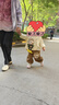 G.DUCKKIDS小黃鴨童裝男童套裝春秋2024新款兒童衣服男孩帥氣小熊襯衣兩件套 米色 90 建議1~2歲【 80-90cm】cm 曬單實(shí)拍圖