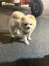 野獸派家居（tbh）保溫杯三麗鷗Hello Kitty巨無(wú)霸吸管隨行杯不銹鋼保冷杯水杯禮物 巨無(wú)霸保溫杯 經(jīng)典豹紋 1200ml (含mini收納包掛件) 曬單實(shí)拍圖