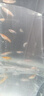 觀背青鳉淡水觀賞魚魔法魚冷水魚小錦鯉不打氧不加溫活體寵物包郵 混搭2-3cm10+2防損包含星光 曬單實拍圖